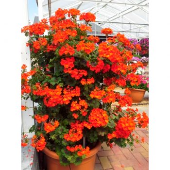 Kāpelējošā pelargonija Antik Orange podā