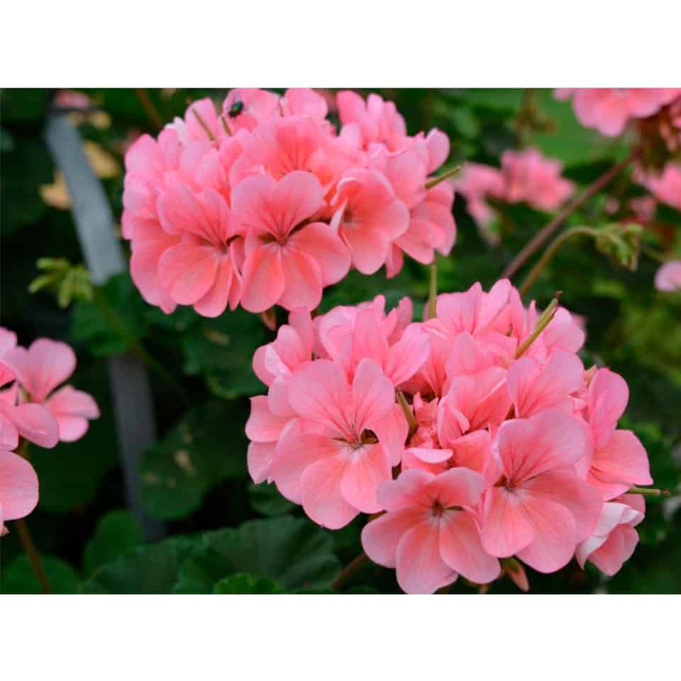 Antik_Pink_Kapelejosa_pelargonija_ZUTINI-1 Kāpelējošās pelargonijas Antik Pink ziedi tuvplānā