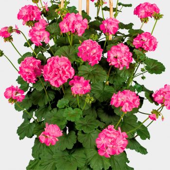 Kāpelējošā pelargonija Antik Pink pilnā augumā