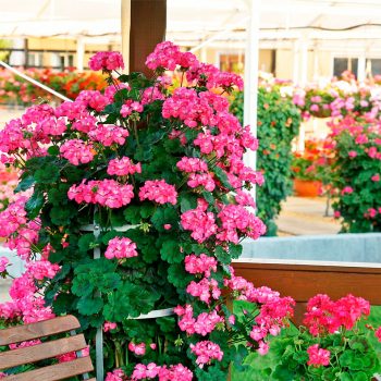 Kāpelējošā pelargonija Antik Pink pilnā augumā dārzā