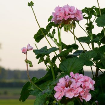 Kāpelējošās pelargonijas Antik Salmon ziedi tuvplānā