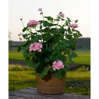 Kāpelējošā pelargonija Antik Salmon podā
