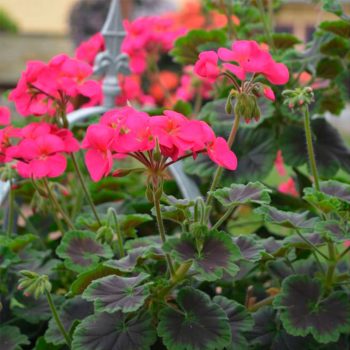 Kāpelējošā pelargonija Antik Violet