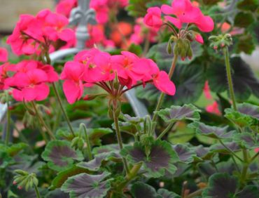 Kāpelējošā pelargonija Antik Violet