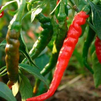 Cayenne Long Slim čili pipari