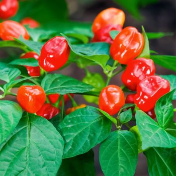 Habanero Tobago Seasoning čili pipari