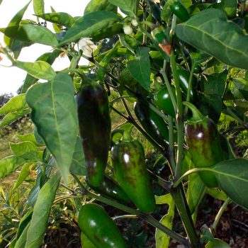 Jalapeno Early čili pipari