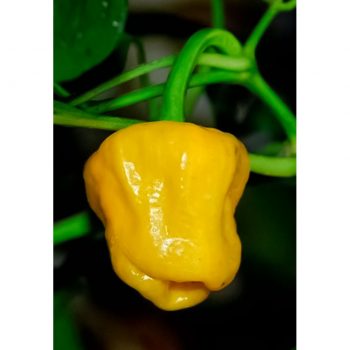Jamaican Yellow čili pipari
