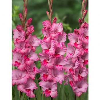 Peasano gladiolas
