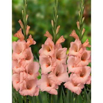 Rigoletto gladiolas