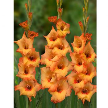 Rotary gladiolas
