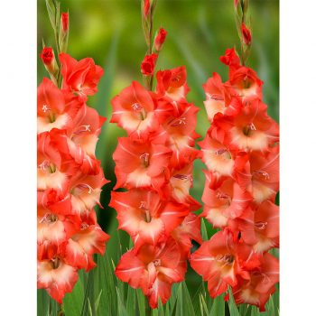 Salmon Star gladiolas