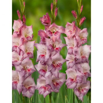 Smokey gladiolas