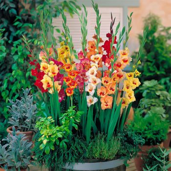 Neierasti_podaugi-gladiolas_Puku_podu_modes_tendences_ZUTINI