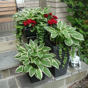 Ziemcietes_Hostas_Puku_podu_modes_tendences_ZUTINI