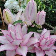 Anouska-lilijas2-zutini Anouska lilijas zieds tuvplānā