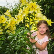 lilijkoki jeb kokveida lilijas - raina kokveida lilijas