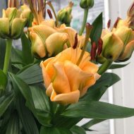 apricot-fudge-lilium Āzijas lilijas Apricot Fudge ziedu pušķis