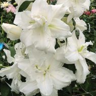 bowl-of-beauty-lilijas-zutini