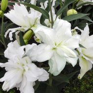 lotus-beauty-lilijas-zutini-