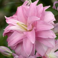 lotus-breeze-lilijas-zutini Lotus breeze lilijas zieds tuvplānā