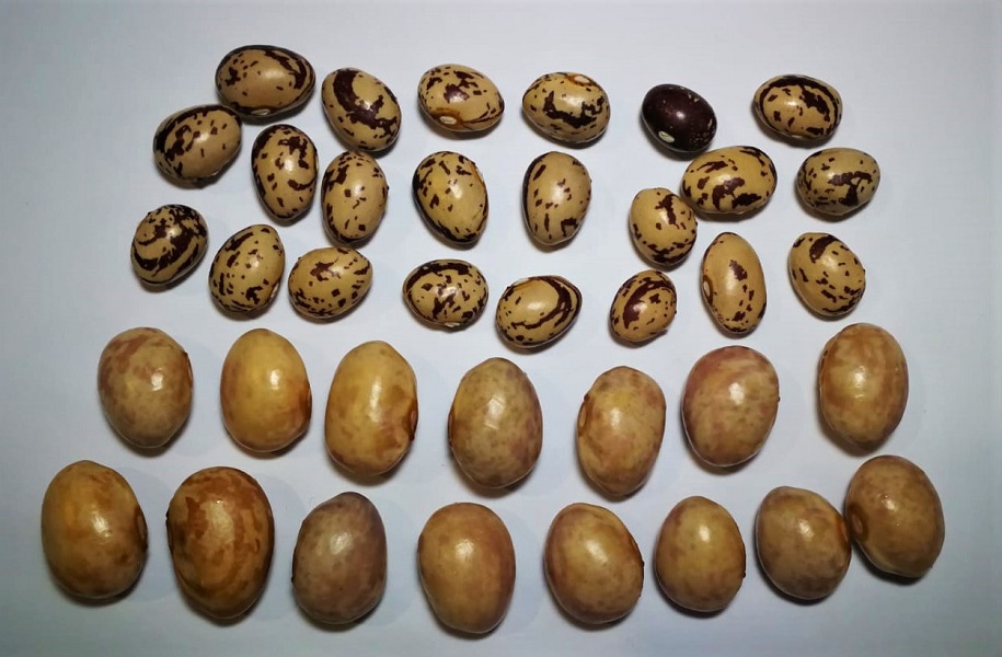 Cīruļoliņas - sena Kāršu pupu šķirne zutiņi