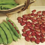 cūku pupa red epicure