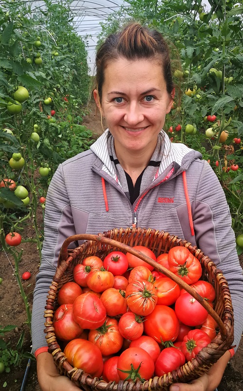 hibridu tomatu skirnes zutini