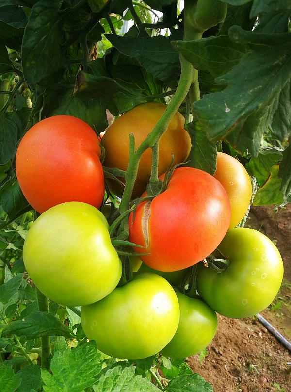 hibridu tomatu skirnes zutini