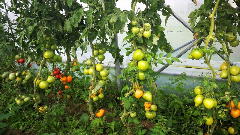 hibridu tomatu skirnes zutini