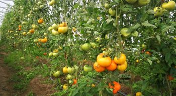hibridu tomatu skirnes zutini