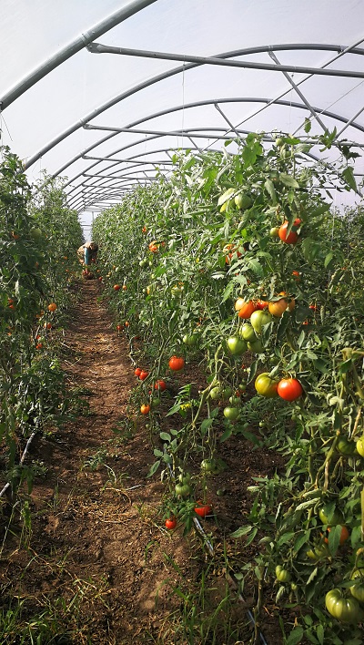 hibridu tomatu skirnes zutini