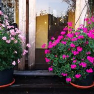 kapelejoo pelargoniju podi - zutini Kāpelējošo pelargoniju audzēšana