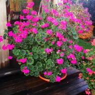 kapelejosa pelargonija antik violet zutini Kāpelējošo pelargoniju stādīšana, audzēšana, kopšana