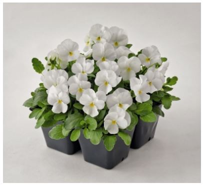 atraitnītes mazās viola