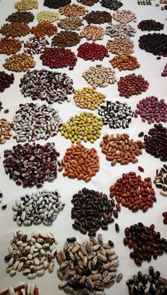 bean collection zutini latvia Rūta Beirote Ekskursijas stāsts par pupiņām