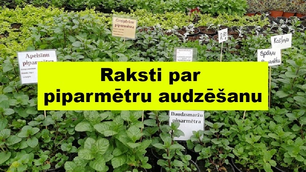 Piparmētru audzēšana padomi zutiņi Piparmētru stādi
