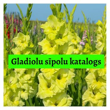 gladiolu sīpolu katalogs zutiņi gladiolas