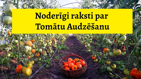 raksti par tomatu audzesanu zutini