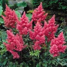 darvins dream astilbes dobē