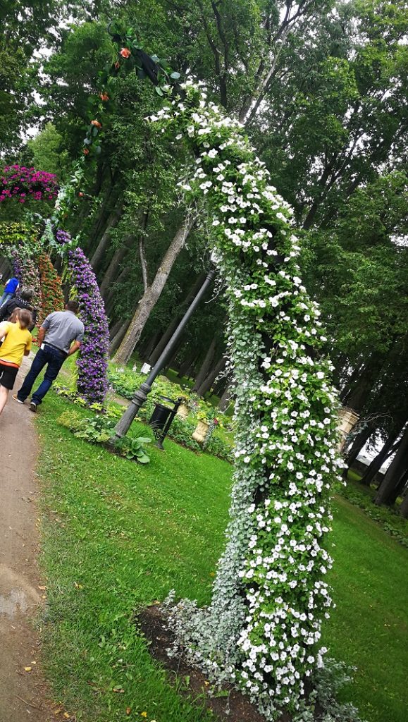 baltas petūnijas ziedu festivāls zutiņi baltas petūnijas puķu dobe