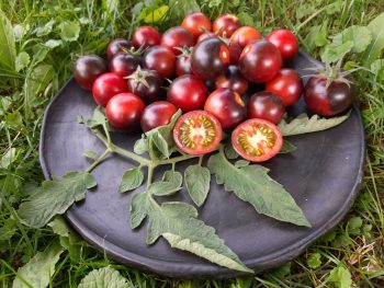zilie un violetie tomāti