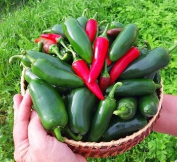 čili želeja jalapenjo