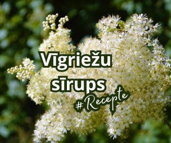 vīgriežu sīrupa recepte zutiņi